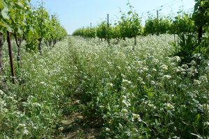 Iwsr, the race for organic wine: in 2022 it will reach 87.5 million boxes, 3.6% of the market