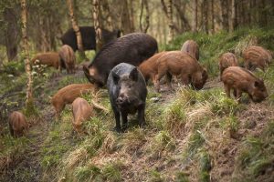 Agricoltori, domani, nelle piazze di tutta Italia per dire basta ai danni degli animali selvatici