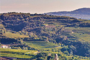 I Quaderni di WineNews - L'Amarone