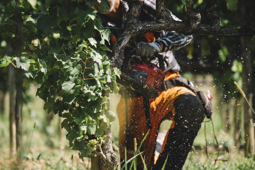 A scuola di “Dendrochirurgia” contro il mal dell’esca