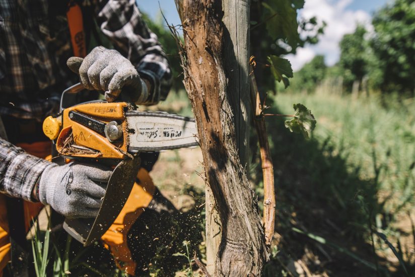A scuola di “Dendrochirurgia” contro il mal dell’esca