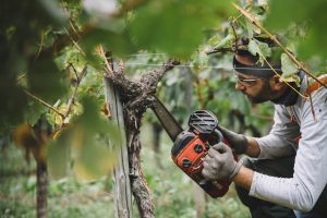 A scuola di “Dendrochirurgia” contro il mal dell’esca, con i preparatori d’uve Simonit & Sirch