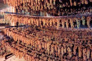 La leggenda dell&rsquo;Erbaluce di Caluso ed altre storie: le nicchie del Piemonte a Gastronomix