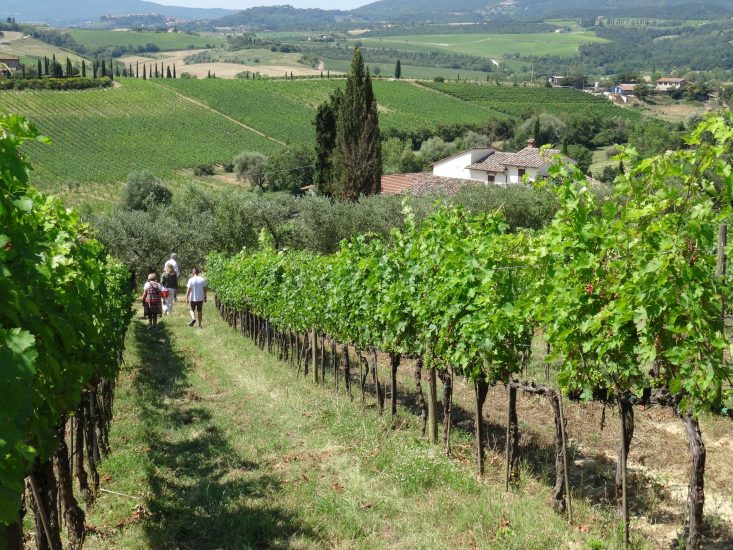 I vigneti di Metinella