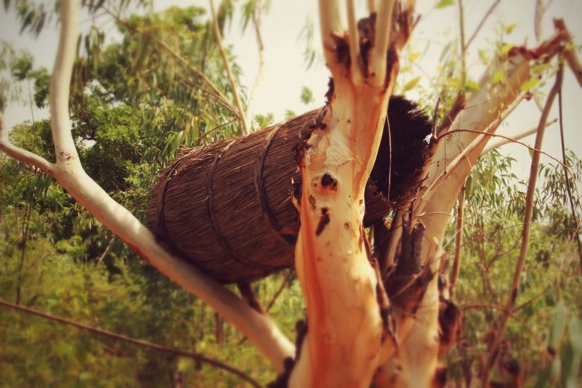 Con il miele del Burkina, l’Arca di Slow Food ha 5.000 prodotti