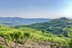 Sostenibilità e gestione del territorio, la “case history” del Soave fa scuola nel mondo Sostenibilità e gestione del territorio, la “case history” del Soave fa scuola nel mondo