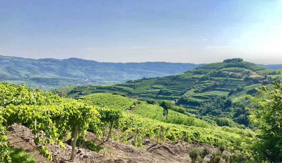 Il Paesaggio vitato del Soave visto dalla frazione di Fittà