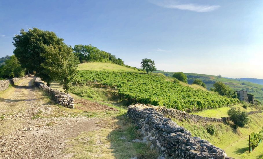 Il paesaggio vitato del Soave nel “cru“ Pigno