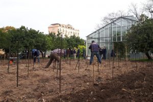 Anche Palermo ha il suo vigneto urbano: all’Orto Botanico nasce la “Vigna del Gallo”