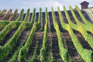 Il mondo del vino ed i biopesticidi, fondamentali nel controllo di peronospora, botrite e oidio