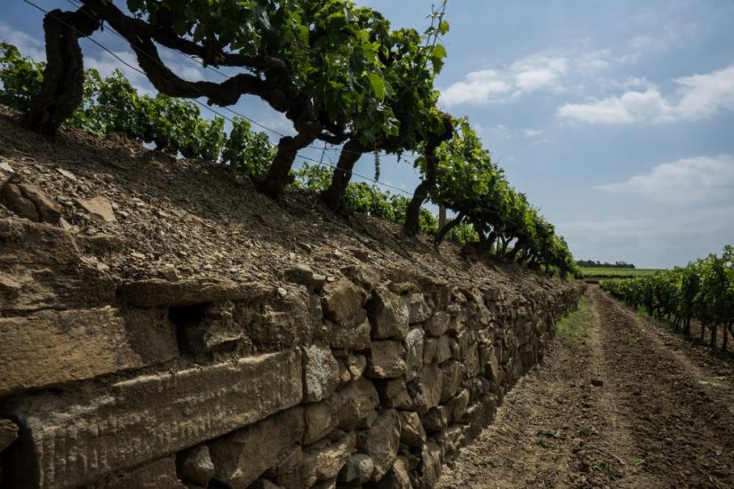 Una vigna nel territorio del Valdarno di Sopra