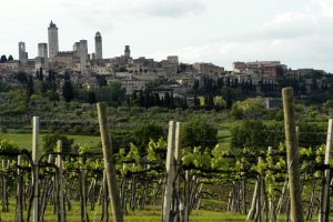 Vernaccia di San Gimignano: 1 bottle in 5 sold in the fourteenth century&rsquo;s &ldquo;New York&rdquo;; 60% worldwide