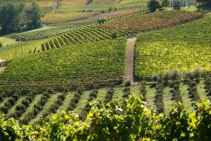 La Barbera d’Asti e i 10 anni di Docg, che celebrano il rilancio del vino pop del Piemonte