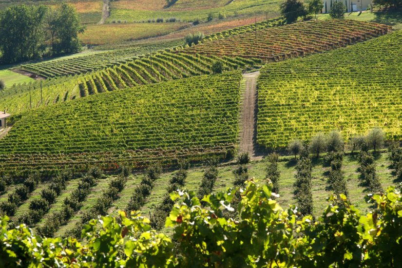 I vigneti della Barbera d’Asti