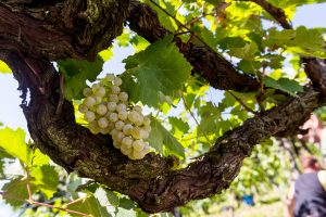 The Consortium for Prosecco DOCG and Vitis Rauscedo project: multiplication of centenarian vines