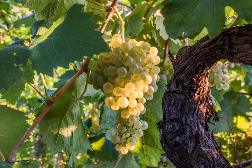 Moltiplicare le viti centenarie: progetto del Consorzio del Prosecco Docg e Vitis Rauscedo