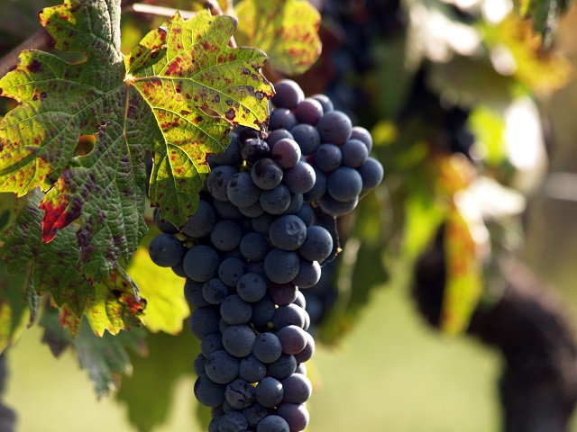 Barbera, vino-vitigno storico del Piemonte