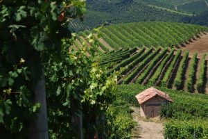 Nizza is officially DOCG: the EU Official Gazzette acknowledges “Super Barbera”