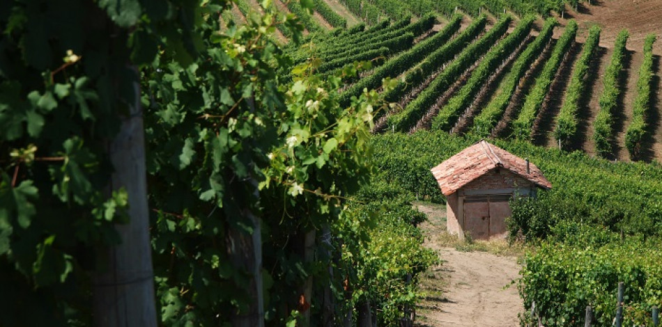 Il Nizza, la super Barbera d’Asti, è ufficialmente Docg