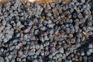 Research in the vineyard and in the cellar, elegance, sustainability: the future of Amarone