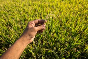 Più biologico, meno spreco e stop al packaging: per gli italiani il futuro è green Più biologico, meno spreco e stop al packaging: per gli italiani il futuro è green