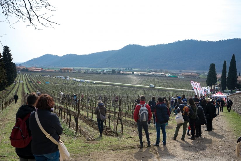 Il vigneto con gli stand e il pubblico