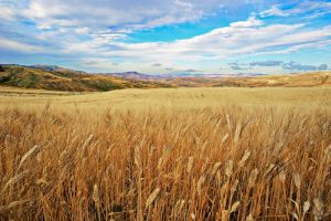 Cooperative Agroalimentari, in Legge di Bilancio preoccupano tasse su plastica e zucchero