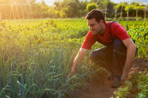 Agricoltori a tempo perso: orto e animali passione condivisa da 1,2 milioni di italiani