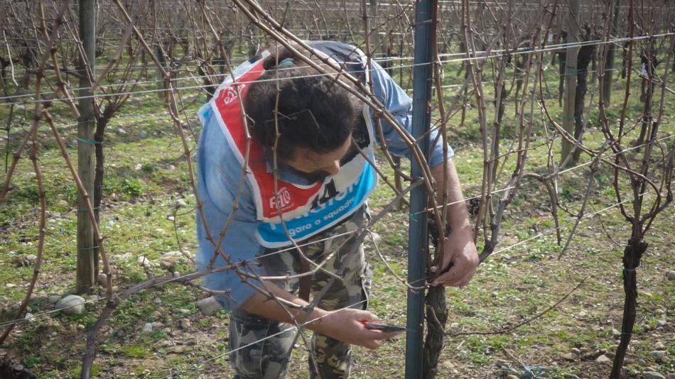 Un concorrente in gara si appresta al taglio