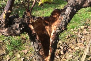 Malattie del legno, la soluzione arriva dalla gestione del vigneto, dalla potatura alla gestione