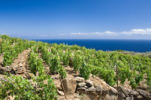Enoturismo, sostenibilità, sinergia tra denominazioni: la Maremma del vino guarda avanti Enoturismo, sostenibilità, sinergia tra denominazioni: la Maremma del vino guarda avanti