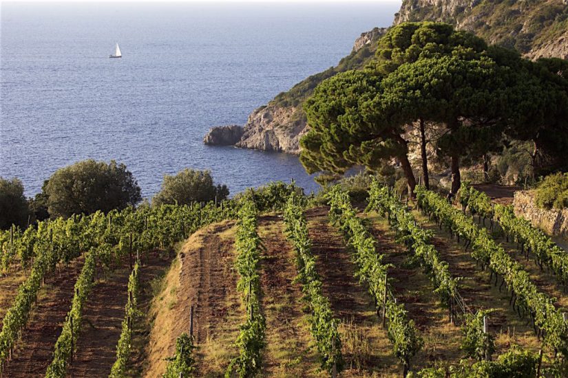 I vigneti “vista mare” in Maremma