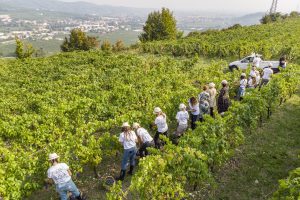 “Organic” wine: 78% of Italians interested in buying it, between environmental and health care