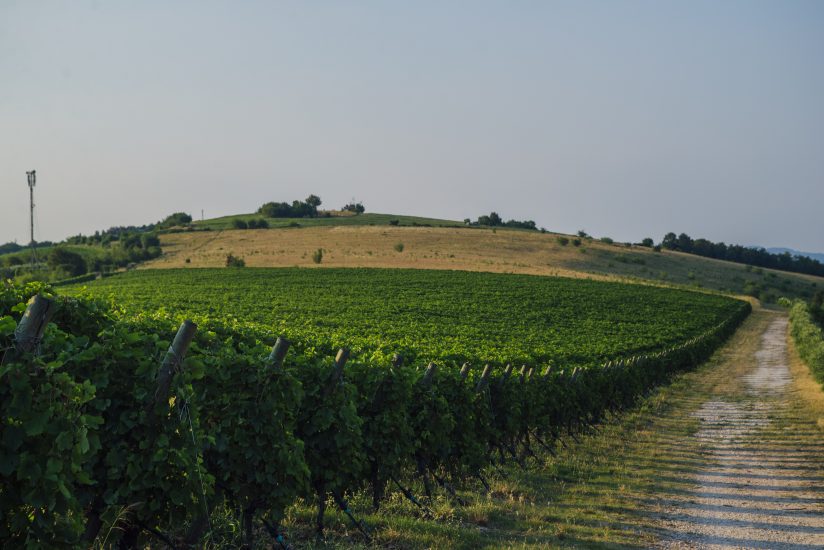 Il vigneto Mizzole di Pasqua