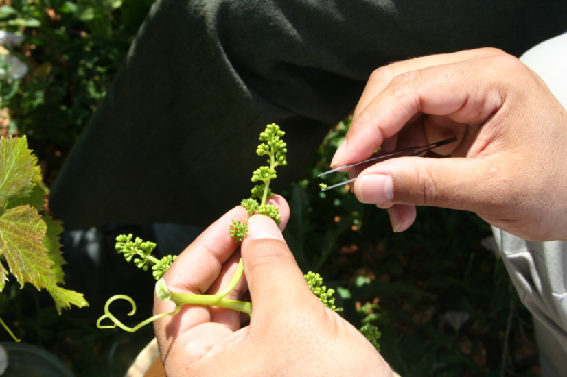 Cooperative e Giuristi del Vino: “si apra alla genetica e alle varietà resistenti”