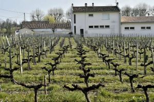 Nessun legame tra pesticidi e malattie: a Bordeaux assolti gli ch&acirc;teaux indagati nel 2014