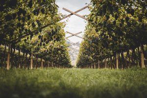 Mezzacorona, leader della cooperazione trentina, è il “Miglior Produttore Italiano” per Mundus Vini Mezzacorona, leader della cooperazione trentina, è il “Miglior Produttore Italiano” per Mundus Vini