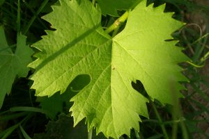 Scienza e Moio: Covid-19 e vino, i punti fermi e le analisi, tra enologia e viticoltura Scienza e Moio: Covid-19 e vino, i punti fermi e le analisi, tra enologia e viticoltura