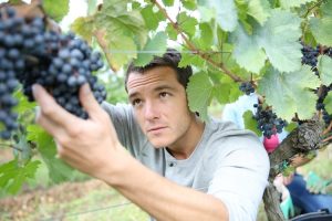 Il vino è dei giovani: per lo studio di Coldiretti i vignaioli under 25 a quota 1.200 in un anno