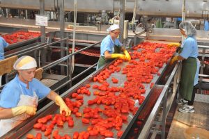 Coldiretti: per una bottiglia di passata, solo il 10% è il valore riconosciuto al pomodoro Coldiretti: per una bottiglia di passata, solo il 10% è il valore riconosciuto al pomodoro
