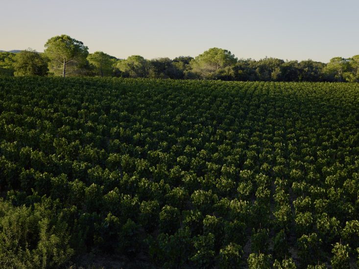 Le vigne del Masseto di Frescobaldi