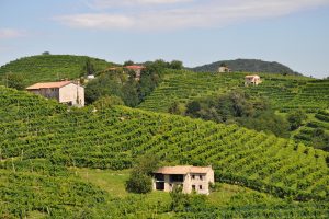 Prosecco Docg, no al glifosato e certificazione ambientale per il 25% delle aziende entro il 2021