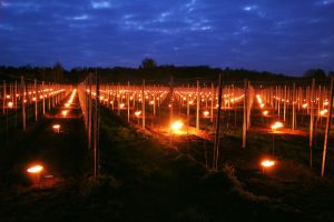 Il gelo primaverile tra i vigneti di Francia e Germania, fuochi accesi tra i filari per contrastarlo
