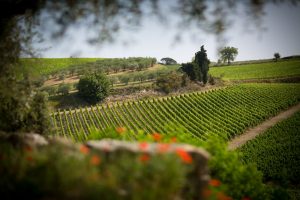 Attirare investimenti, facendo programmazione, puntando all’Unesco: il Distretto Rurale del Chianti