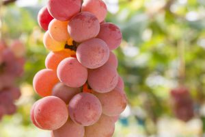 I vini rosati, un’occasione da cogliere per la viticoltura italiana, specie per la Puglia