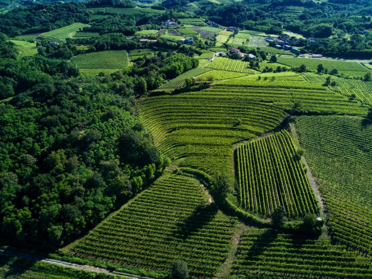 I vigneti di Borgo Conventi