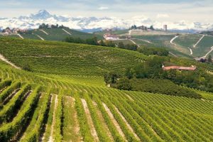 Alta Langa, il “Ritorno al Futuro” delle bollicine nella terra dei grandi rossi del Piemonte Alta Langa, il “Ritorno al Futuro” delle bollicine nella terra dei grandi rossi del Piemonte