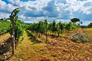 Il 2018 del vino: exploit della produzione, consumi stabili e commercio in leggera crescita