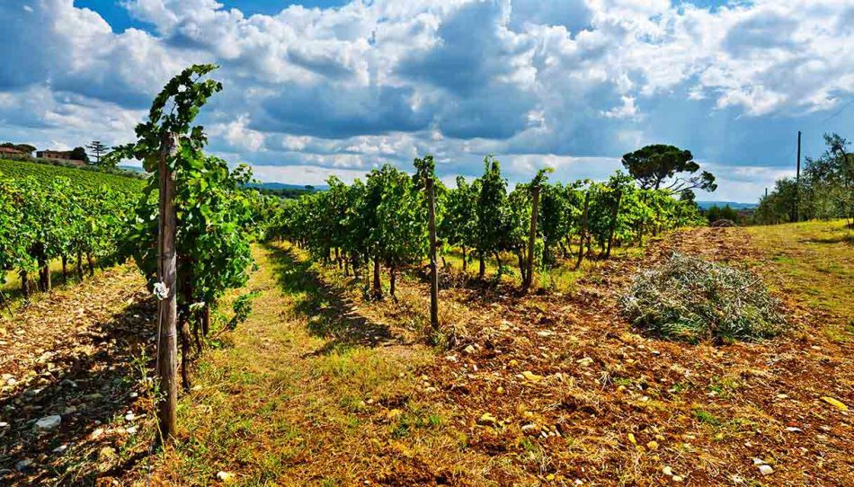 Il vigneto mondo nei numeri Oiv 