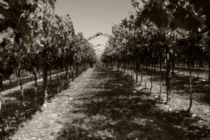 Premio fotografico Jèma, firmato da Gerardo Cesari e Aliberti: la “purezza”